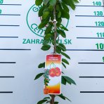Stĺpovitá čerešňa (Prunus avium) ‘VIKTÓRIA’-  stredne skorá - výška 150-170 cm, kont. C7L